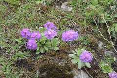 Primula denticulata